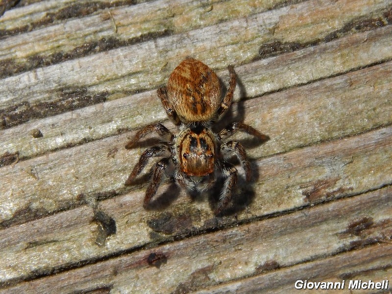 Serie di Araneae del Parco del Ticino